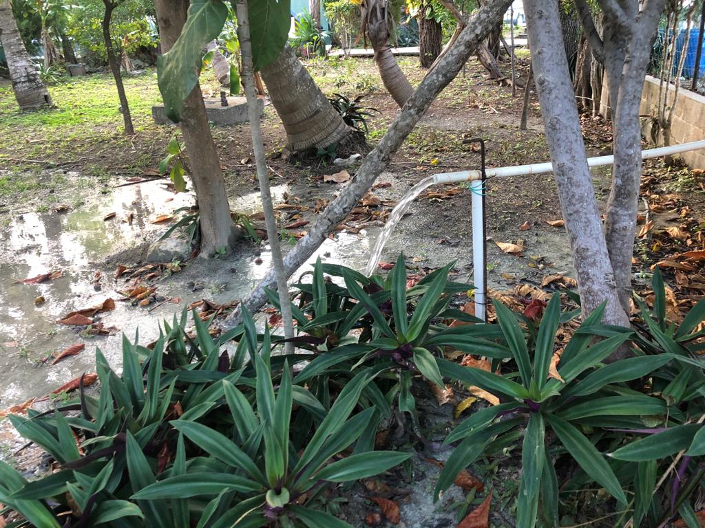 KabahlgoCoati's tweet photo. @cancunecologia @AytoCancun necesitamos apoyo a la SM 43 los de la alberca en el parque central están vaciando el agua(clorada) al parque! @ServPublicosBj @chavadiegoa @aguilarosorio tiene. Que ser multados por esta acción contra el medio ambiente y el parque #cancun #sos #sm43 https://t.co/ZLllJ5a3sE