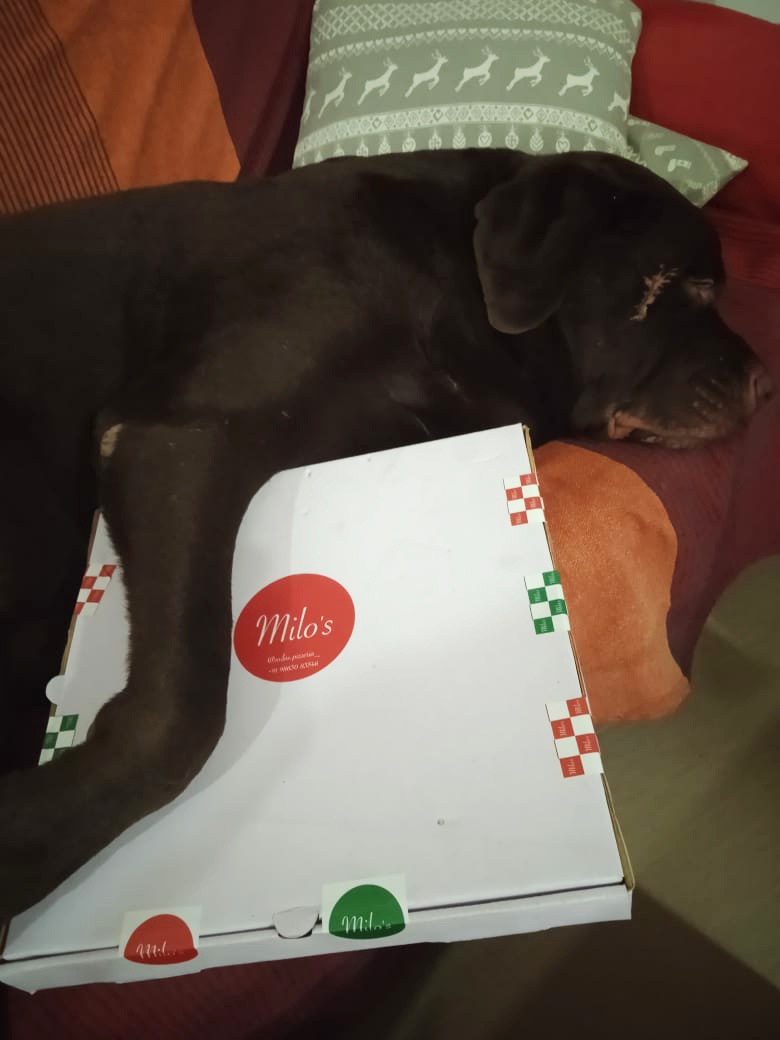 Sentinaro9's tweet photo. It's been a long pizzaful day for Milo of Milo's Pizzeria https://t.co/RTPHqj96Dx