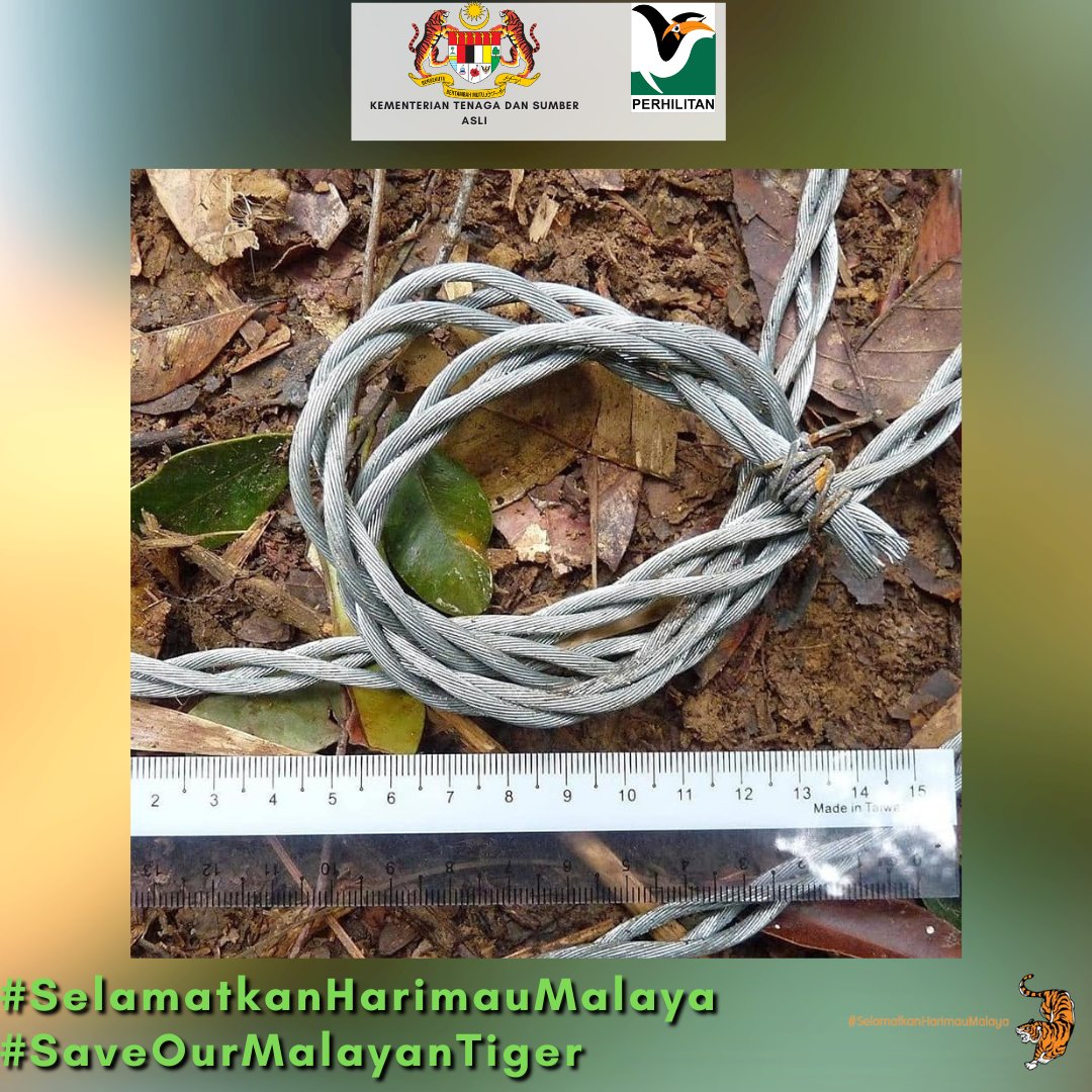 Laporkan sebarang jenayah hidupan liar ke Talian Hotline Jabatan PERHILITAN di 1-800-88-5151.
Bersama kita melindungi hidupan liar terutamanya Harimau Malaya demi kepentingan generasi akan datang.
#SelamatkanHarimauMalaya
#SaveOurMalayanTiger