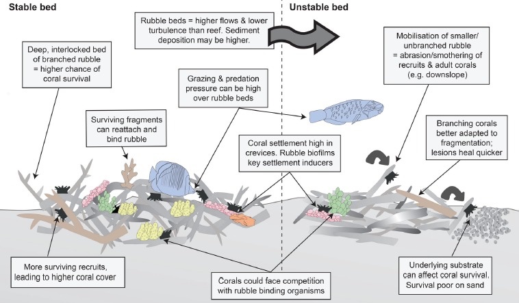 Dr. Tania Kenyon (@taniakenyon) on Twitter photo Is something MISSING from your life? Could it be the complete guide to coral rubble dynamics?? This started as lil lit review ~7 y ago to convince <a href="/petemumby/">Peter Mumby</a> to take me on as a student, & it’s morphed into this beautiful beast! doi.org/10.1002/lno.12… Is something MISSING from your life? Could it be the complete guide to coral rubble dynamics?? This started as lil lit review ~7 y ago to convince <a href="/petemumby/">Peter Mumby</a> to take me on as a student, & it’s morphed into this beautiful beast! doi.org/10.1002/lno.12…