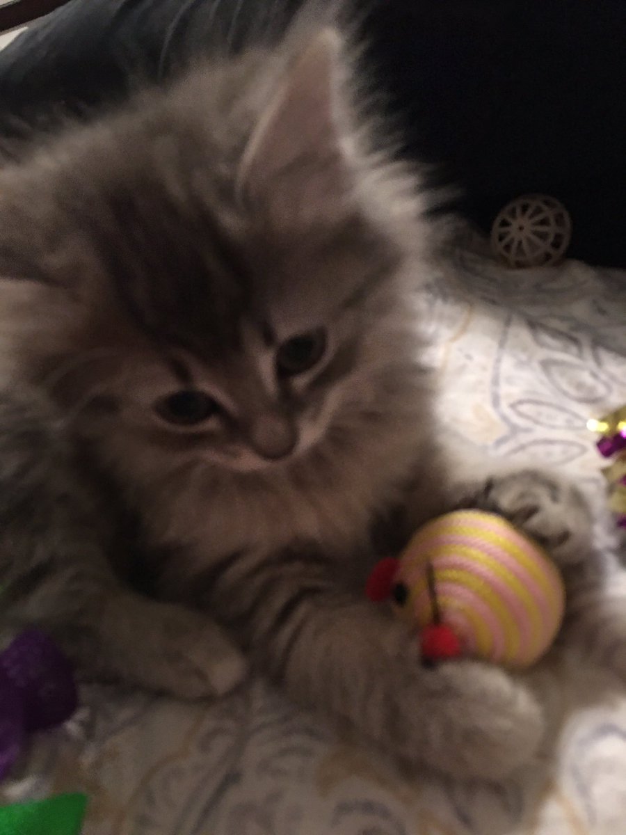 jtreece2006's tweet image. Itty bitty kitty update! These little fluff balls turned 8 weeks old yesterday! They officially go up for adoption next week and I’m already sad about it 😢 #cats #kittens #fluffballs