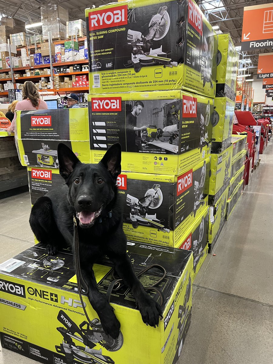 HiDef_K9's tweet image. Who thinks @RYOBItoolsusa should hire Toretto to be their spokes-dog?? He’s a pretty handsome model!!
#ryobitools #hidefk9 #explosivedetectiondog #dogmodel 
@allaboutmonica