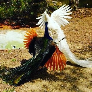 Who knew about peacock fighting??

Looks majestic! 

Who you betting on?

#NFT #playtoearn #Ethereum #Blockchain #Metaverse #p2e #polygon #Matic #NFTgame #blockchaingame #Pitmasters #PitmastersArena #eth