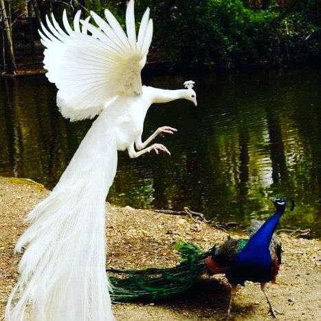 PitmastersNFT's tweet photo. Who knew about peacock fighting??

Looks majestic! 

Who you betting on?

#NFT #playtoearn #Ethereum #Blockchain #Metaverse #p2e #polygon #Matic #NFTgame #blockchaingame #Pitmasters #PitmastersArena #eth https://t.co/G6lfVxv1rc
