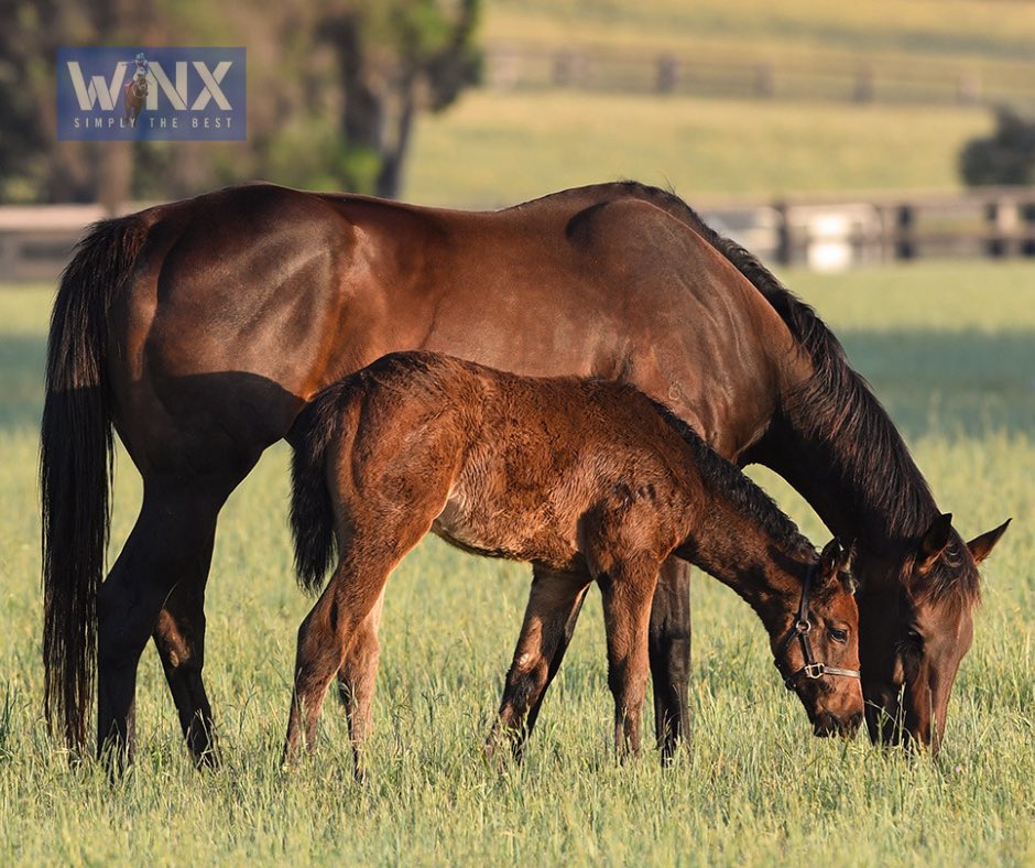 WINX Update - Dec 2022 It’s not the update we were hoping to provide, sadly it wasn’t meant to be this year for Winx & Snitzel. Winx is doing very well with her Pierro filly, and the decision has been made to give her this year off. Regards – Tighe, Kepitis & Treweeke Families