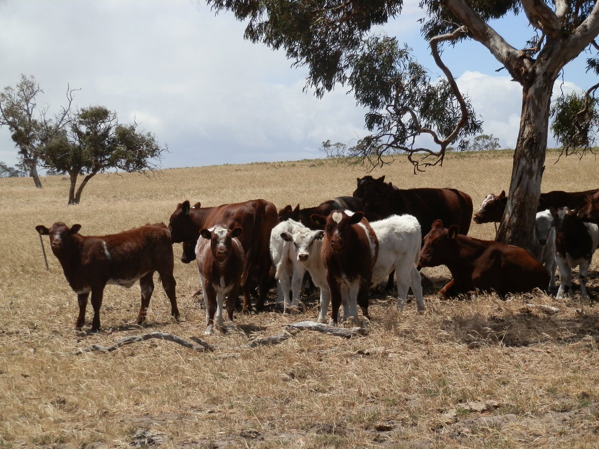 Not sure whether you should be submitting management groups alongside your performance data? Find out more about when and how to assign management groups in this #BREEDPLAN tip sheet: bit.ly/3gtF3P8