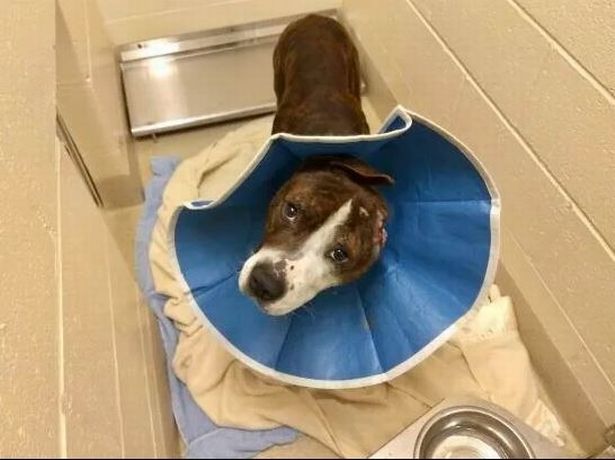 ValleyView_News's tweet photo. He was rescued from the streets of North Carolina and was found injured in a drainpipe with an ear damaged. AnthonyL #RescueDogArtist #bad415 https://t.co/CfJYxyqnOk