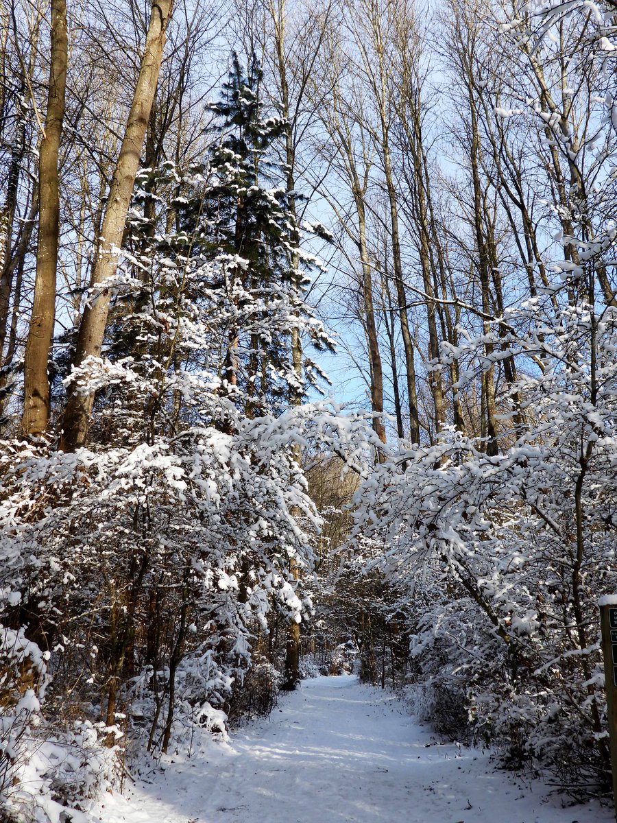 pnwkate's tweet photo. Winter scene in December - delta bc Canada - that path takes you to the banks of the Fraser river ❄️💚❄️ #nature #vancouver #canada #december #vancouvertrails #fraserriver #naturetherapy #wildoutside https://t.co/PuLvOBn643