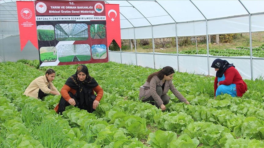 KOYKAHVESI's tweet photo. PROJE KAPSAMINDA ŞIRNAKLI 14 KADIN SERA SAHİBİ OLDU
https://t.co/Qh616Ai3Zt
 #Şırnak #kadınçiftçi #proje #seracılık #sebzecilik #hibedesteği #köykahvesi #köykahvesigazetesi https://t.co/1t0S7pDjLp