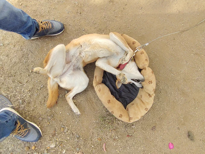 帰宅すると布団引っ張り出して暴れ回る犬歓迎なのか?? 