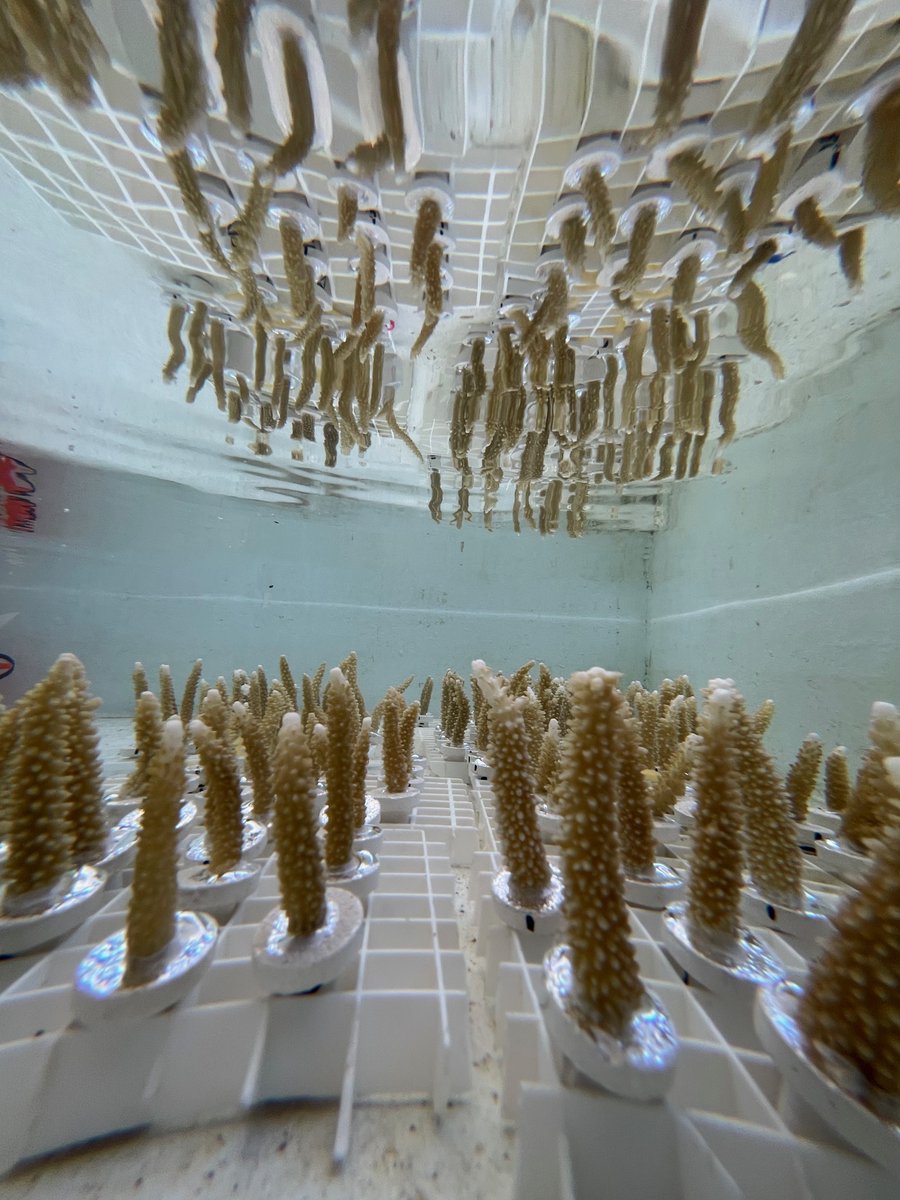 Shedd Research (@sheddresearch) on Twitter photo Teamwork makes the dream work! SheddΚ»s <a href="/jrcunning/">Ross Cunning</a> and <a href="/wrong_whale/">Shayle B Matsuda, Ph.D.</a> are collaborating with @HolliePutnam and <a href="/HarnayPierrick/">Harnay Pierrick</a> on lots of great research (and lunches) in #MoΚ»orea Teamwork makes the dream work! SheddΚ»s <a href="/jrcunning/">Ross Cunning</a> and <a href="/wrong_whale/">Shayle B Matsuda, Ph.D.</a> are collaborating with @HolliePutnam and <a href="/HarnayPierrick/">Harnay Pierrick</a> on lots of great research (and lunches) in #MoΚ»orea