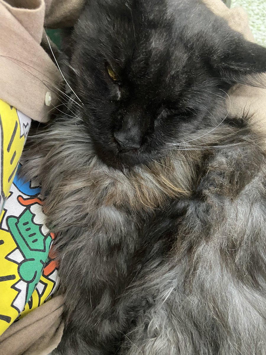KAOCHA_team's tweet photo. 🐈 https://t.co/qakVS0uu4b