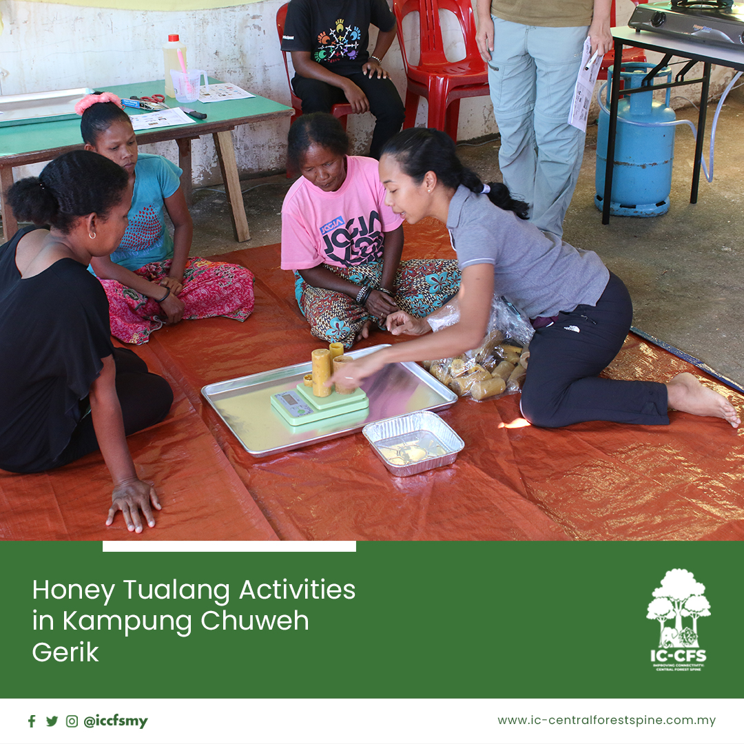 ICCFSMY's tweet photo. During the harvesting of Tualang honey in Kampung Chuweh, Gerik, Perak, the men among the Orang Asli community go out to harvest the honey while women focus on the manufacturing of beeswax to produce wax paper.
#ICCFS #JPSM #CentralForestSpine #tualanghoney #beeswaxproducts https://t.co/I06FRtx749