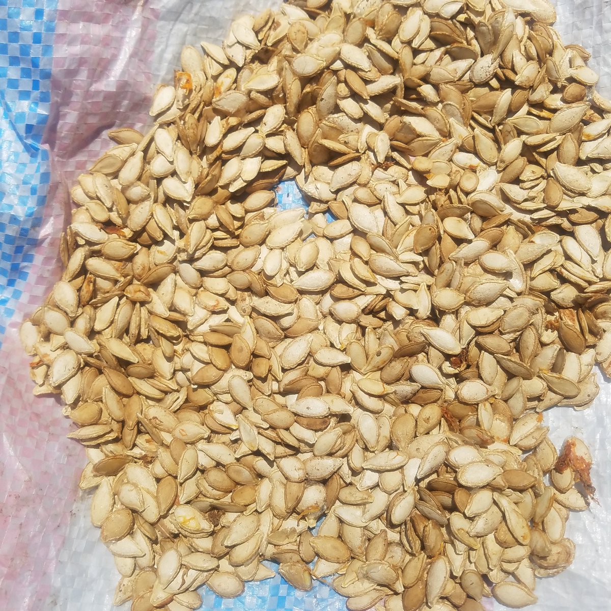 Article 11 (3) (b) of the constitution of Kenya
recognise and protect the ownership of indigenous seeds and plant varieties, their genetic and diverse characteristics and their use by the communities of Kenya #NoToGMO #Agroecology 
<a href="/Million_Belay/">Million Belay</a>
<a href="/ISFAAKE/">ISFAA</a> <a href="/FundAgroecology/">Agroecology Fund</a>