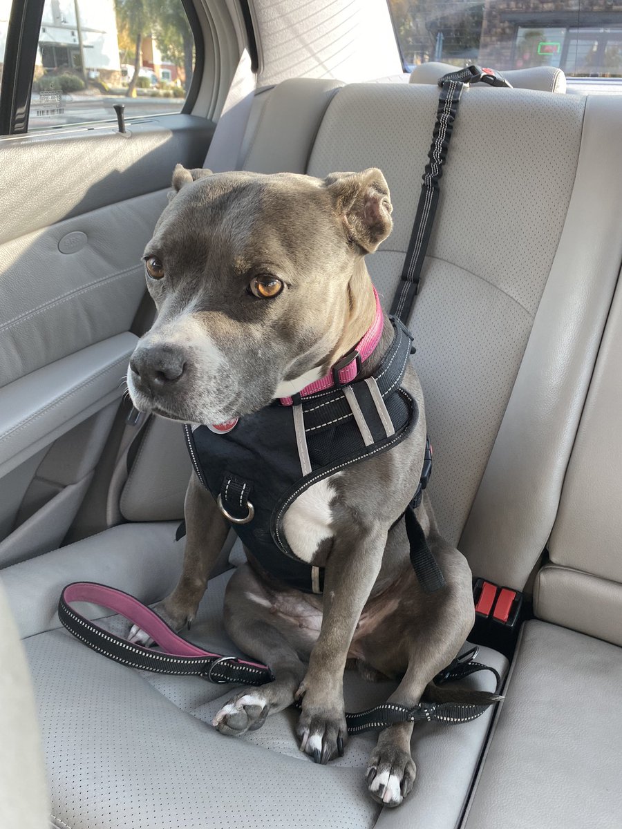 someone asked if my dog was a dwarf pitbull