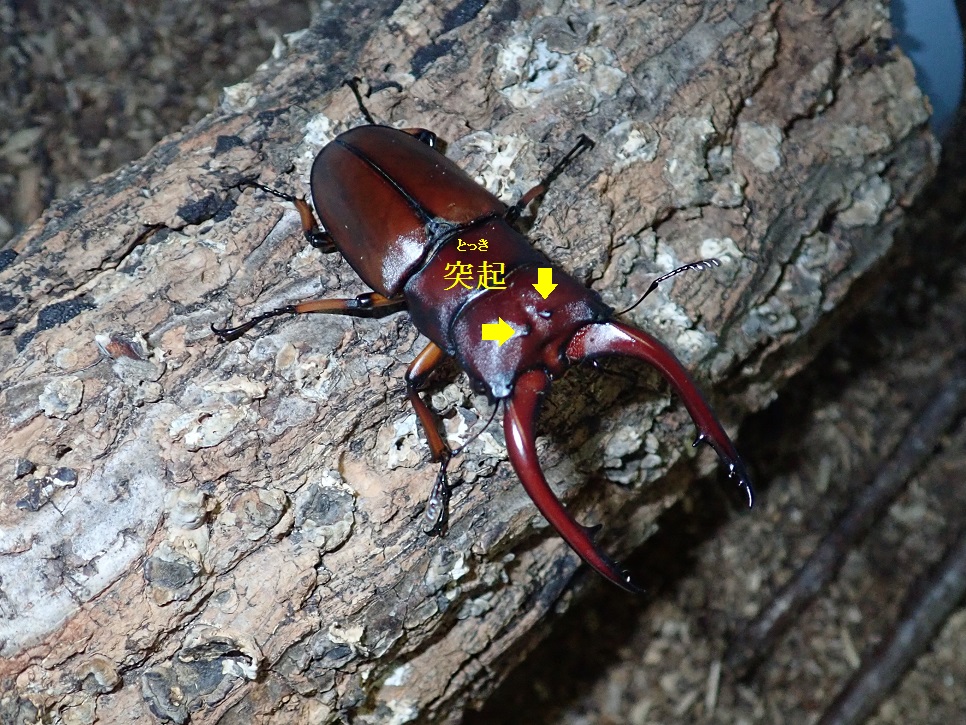 アスタコイデスノコギリクワガタの展示を始めました。東アジアから