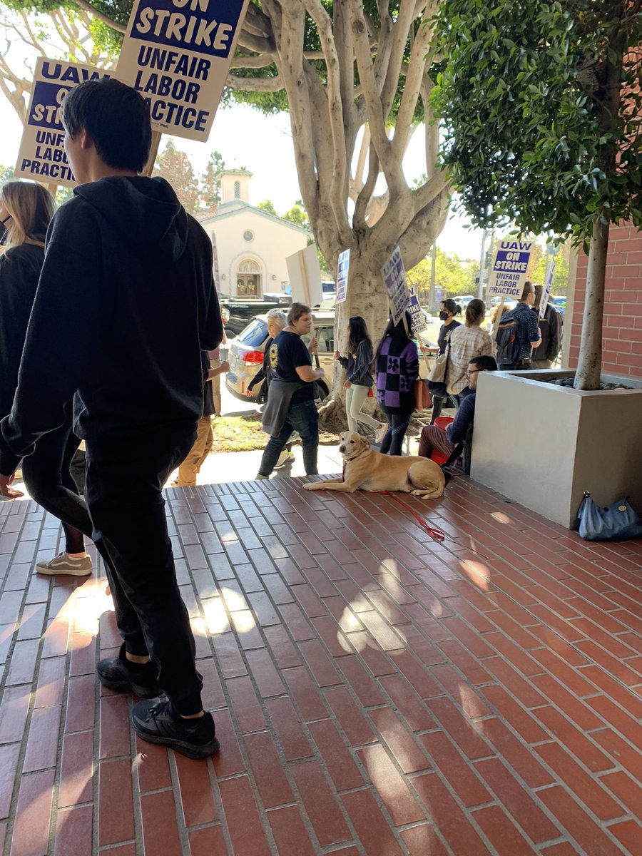 One of my absolute favorite picket dogs, Buckminster. Absolutely chillin at this morning’s action <a href="/Picketdogs/">Dogs of the Picket Line</a> #FairUCNow