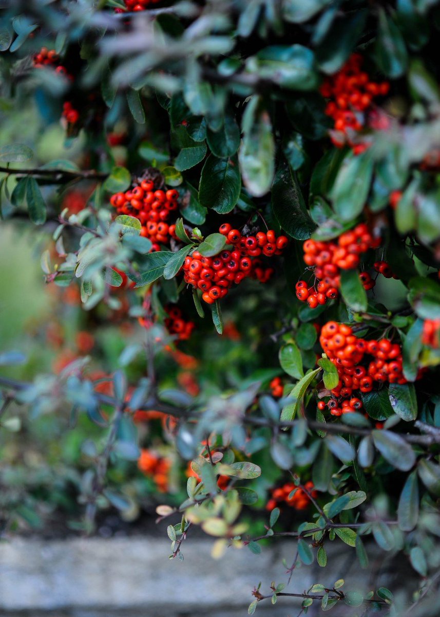 CuisineForagers's tweet photo. "When we were incredibly young, my siblings and I used to do one thing. We had a tree in our garden that grew these 'Snake berries.' Picking those berries, we would hurl them at one another..." https://t.co/5iwtqJHZCO https://t.co/q6YHtEOihs