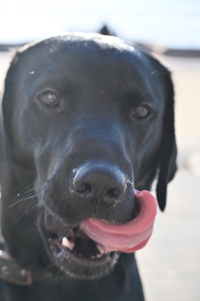 Dog tales 

The adventures of Ted 

Do you get that feeling you really want a ice cream 🍦 

   #doglife #theadventuresofted  #mydogiscutest  #mydogisthecutest  #dogsoftwitter  #labradorsoftwitter #labradorretriever  #labradorsoftwitter  #dogsoftwitter  #dogstwitter #icecream