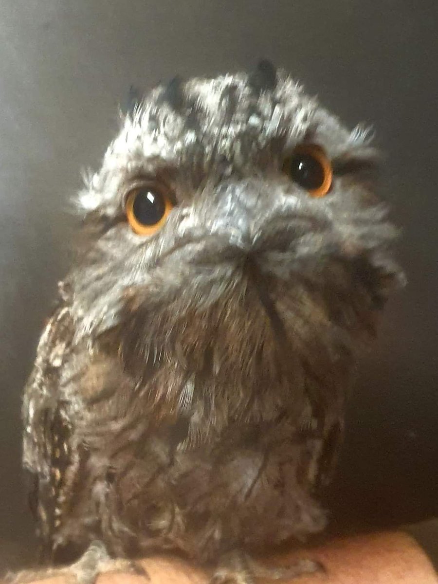 animaljusticeAU's tweet photo. "Who remembers Hitch our Tawny Frogmouth who came into care as a grey fluffball chick?
Here is Hitch now in all of his magnificence.
He even gave me a display of his feathers for the camera.
He's ready for release."
-Bridgetown Wildlife Rescue Inc.
#beforeitsgone @tanya_plibersek https://t.co/8OvG0NJmM8