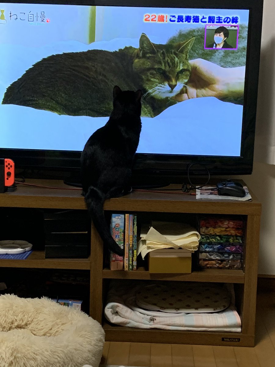 Nory0412's tweet photo. ミーちゃん初ねこ自慢視聴📺
直前まで膝上に乗ってたのに飛び起きてテレビの前でお座り🤣
#ねこ #猫のいるくらし #ねこ自慢 https://t.co/UzIFpC1dH2