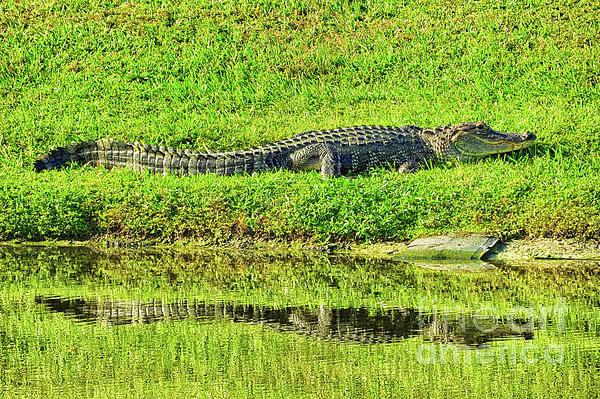 AponiCreation's tweet photo. New artwork for sale! - "Aligator Dreaming" - https://t.co/1sYhZgdqGI @fineartamerica https://t.co/ZmSJGrZgtP