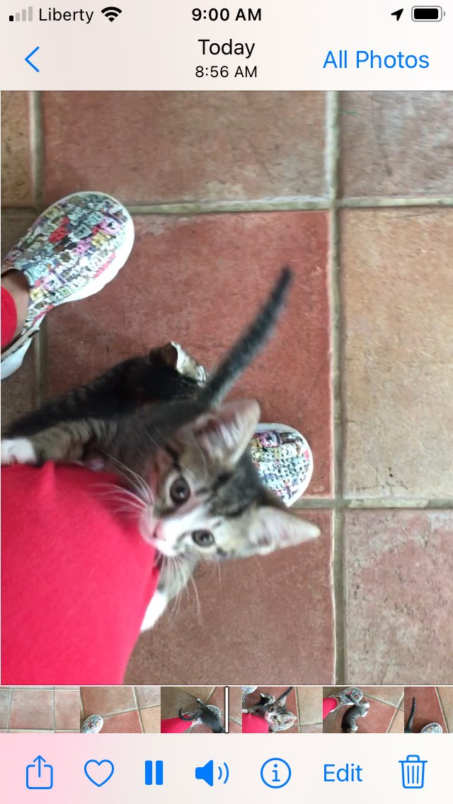 ByEVL's tweet photo. Seguimos buscando quien los quiera adoptar. Son tres. https://t.co/PVbbexmyBD