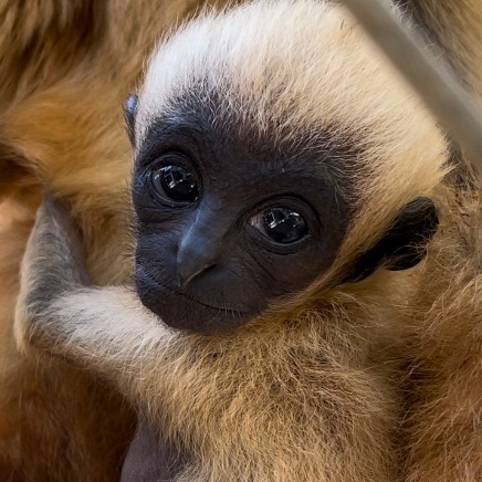 GibbonCenter's tweet photo. Day 7 🙊 Bungee 
12 Days of 🎁 Gifts for Gibbons
- https://t.co/X5ppRKuyhv https://t.co/rhzxvOu9Gc