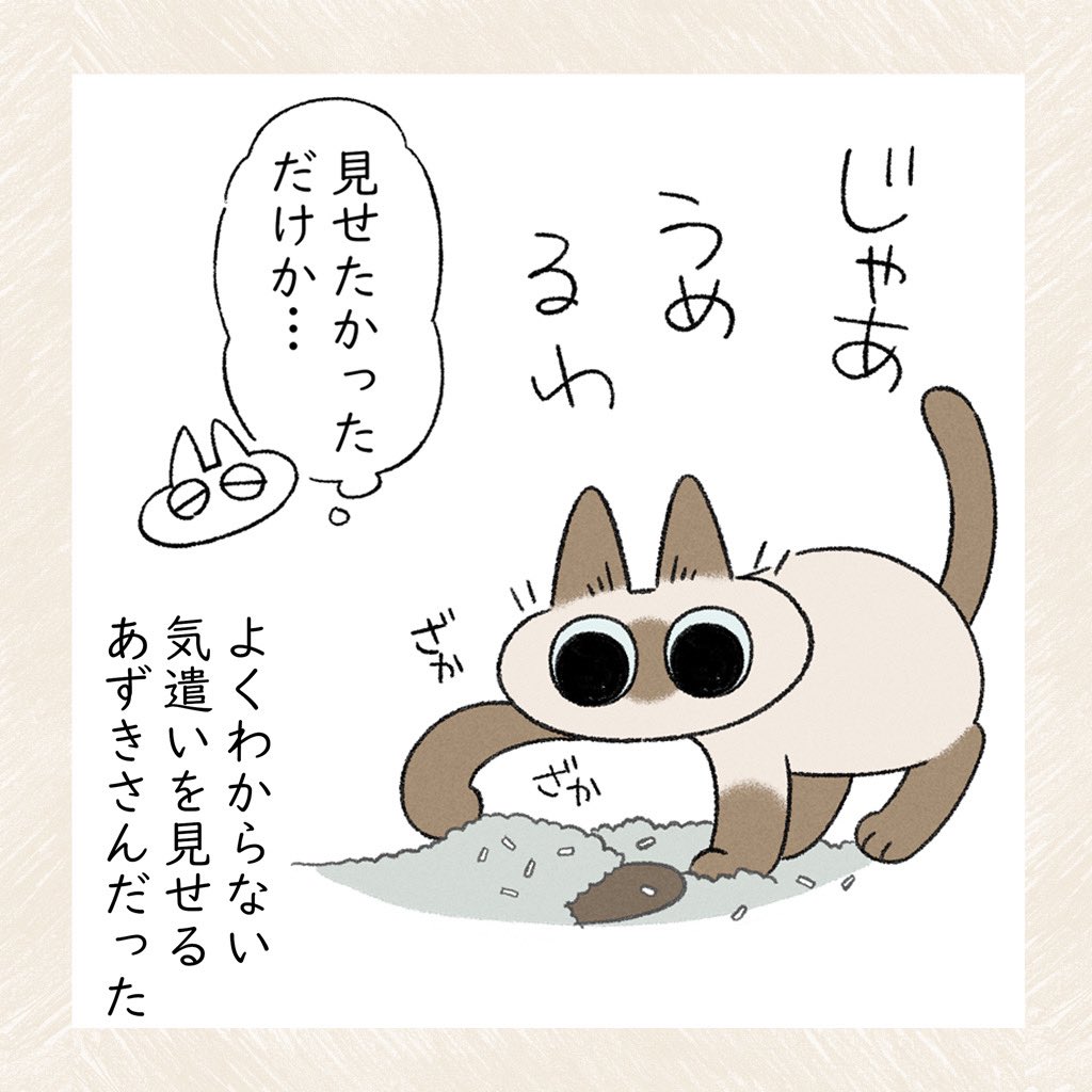 たぶんうんちだいすきと思われてる #シャム猫あずきさんは世界の中心 