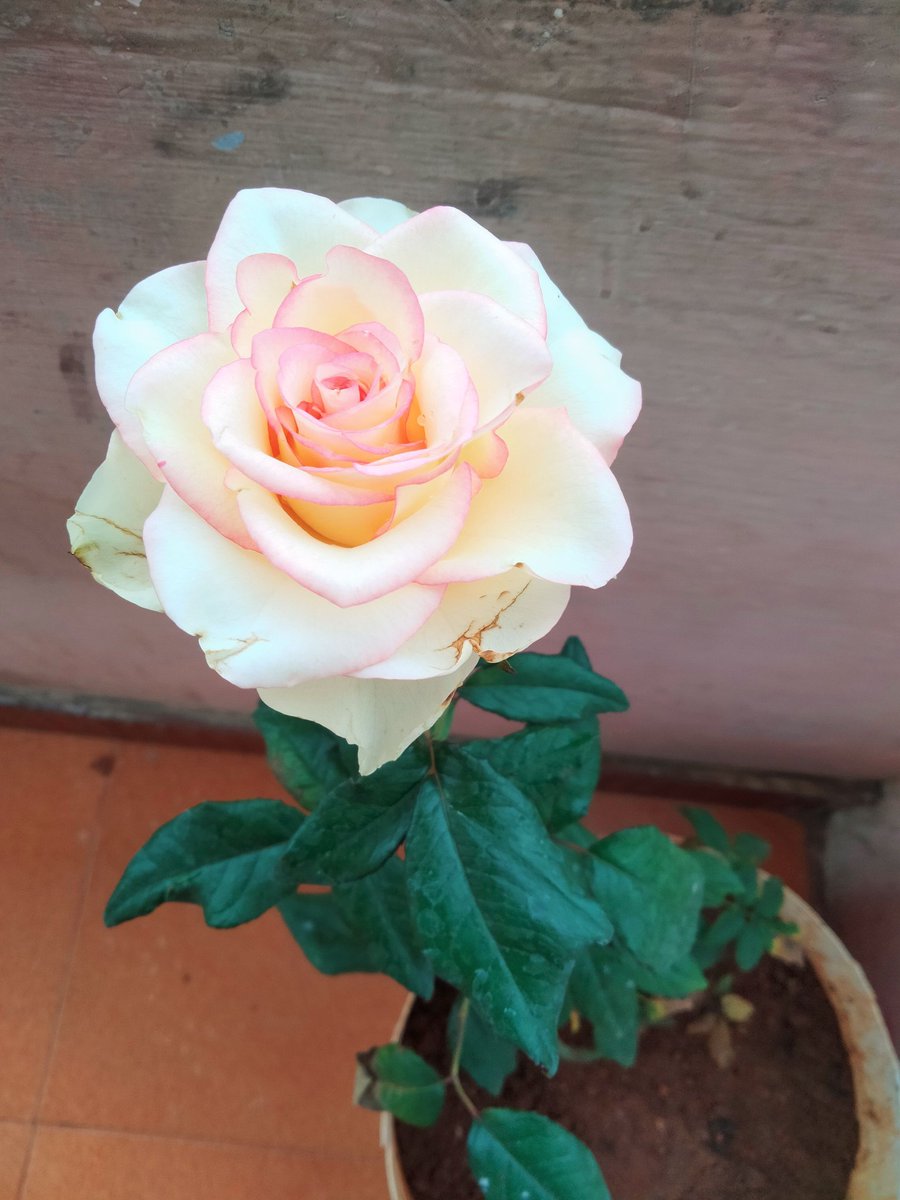 Sankara88893257's tweet image. இனிய காலை வணக்கம்..✨🌹