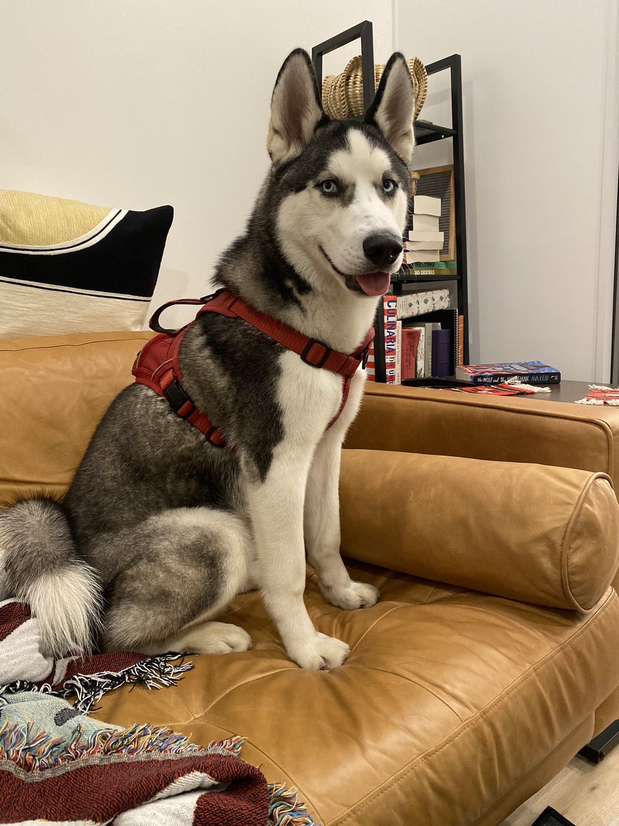 Helene Holstein (@helhathnofury) on Twitter photo He’s a very sweet boy, but I’m already busy with one pup. Please share! (<a href="/HumaneRescue/">Humane Rescue</a> has been called.) He’s a very sweet boy, but I’m already busy with one pup. Please share! (<a href="/HumaneRescue/">Humane Rescue</a> has been called.)