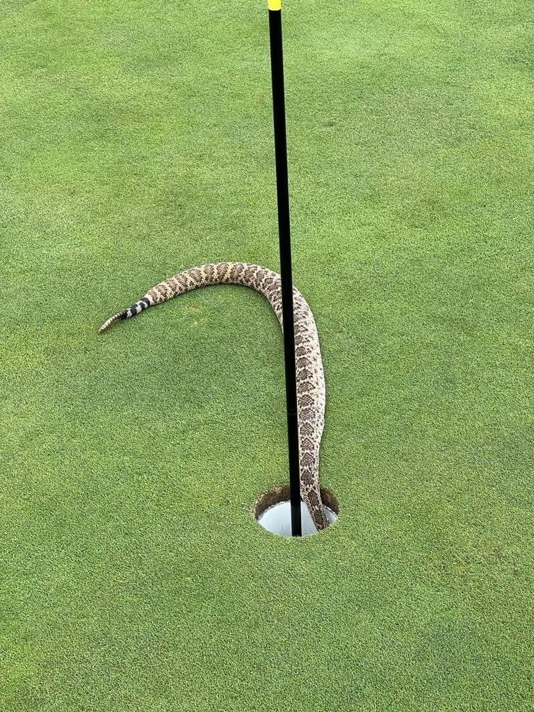 Just pick up or putt out?  🤦‍♂️