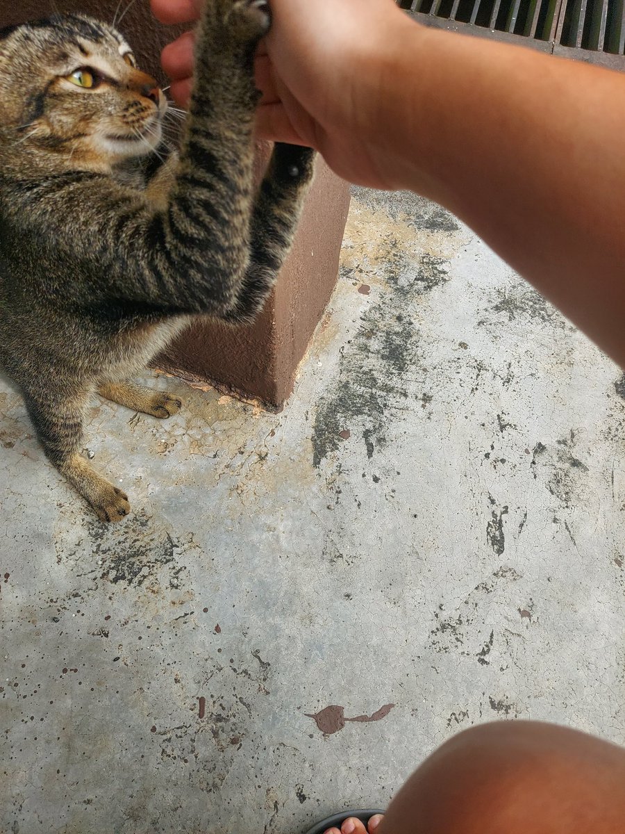 ReStoP15's tweet photo. stronk tiny pawr https://t.co/n25YZ8FoFG