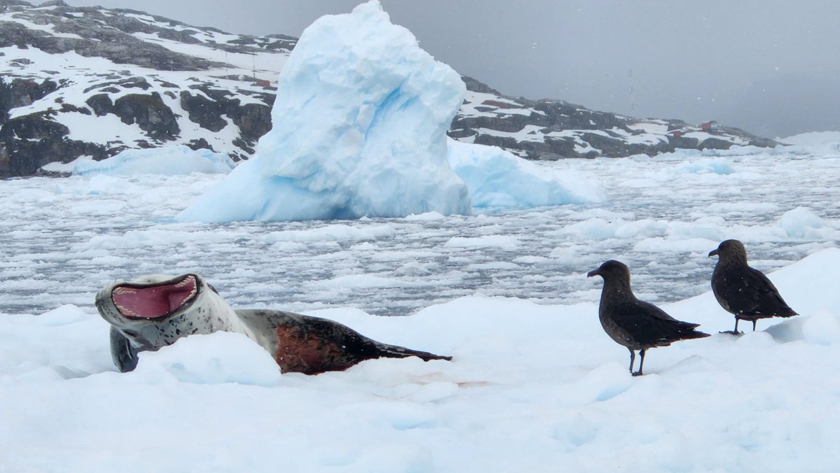 📸Photo of the day from our latest expedition cruise to Antarctica. Help us give it a caption?