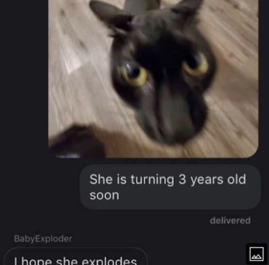 cats who share one braincell tweet media