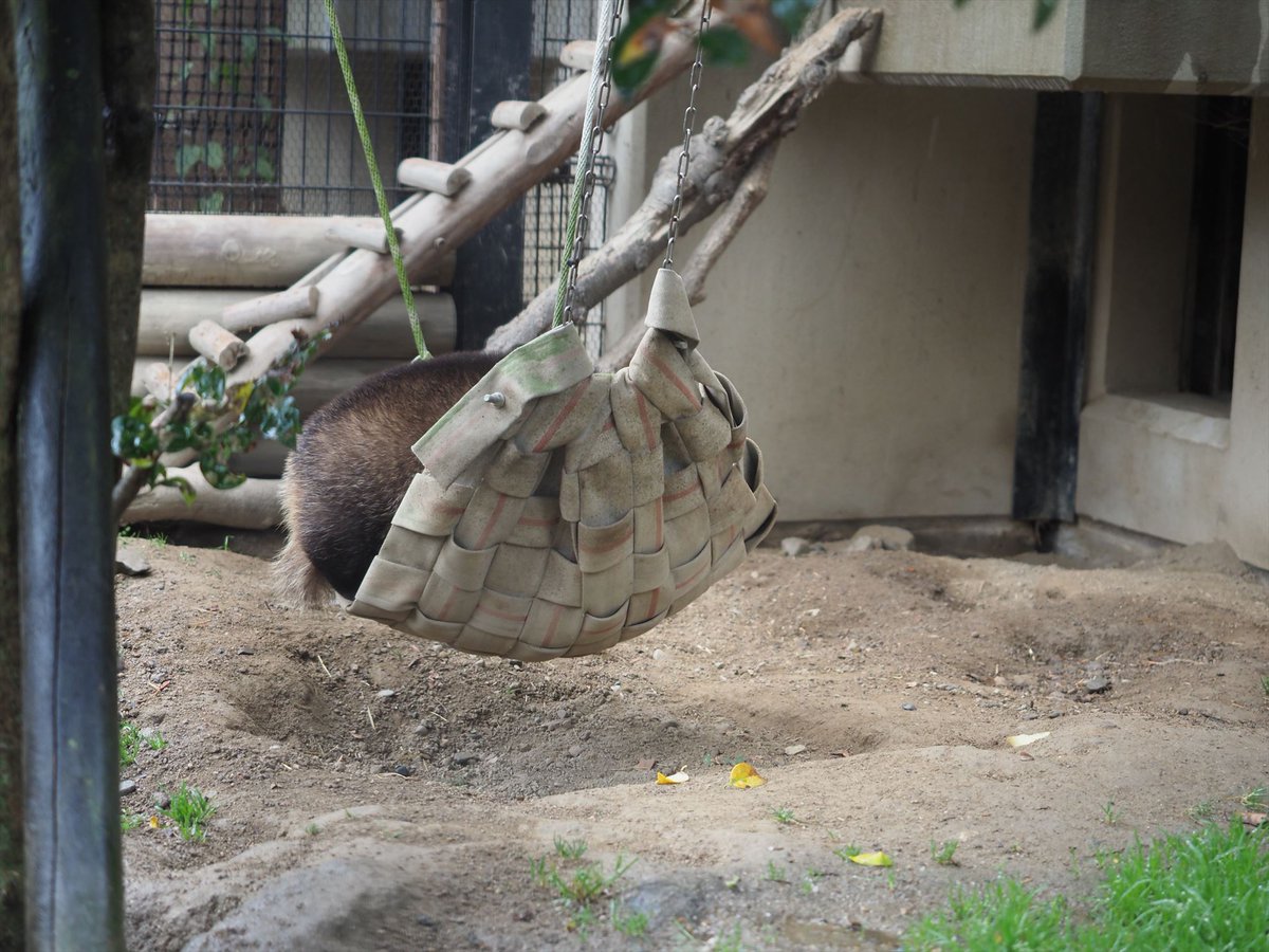 kyotoshidoubut1's tweet photo. アナグマ・冬眠はしていません。
#京都市動物園 #kyotocityzoo #京都の森 #アナグマ #ニホンアナグマ #イタ #フク #冬眠はしていない #kyotoforest #badger #japanesebadger #ita #fuku #Nothibernating https://t.co/rMCu76R26R