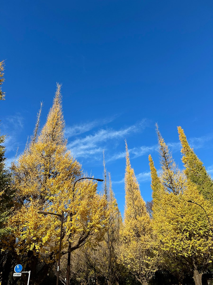 ruby1324's tweet photo. 外苑前のイチョウ並木✨
ギリギリ葉っぱ残ってた😮‍💨👍🍂 https://t.co/pm40Sm4nwT