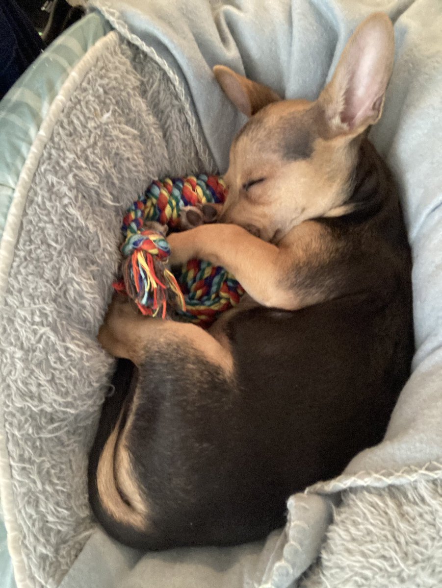Little man tuckered out after his big adventure