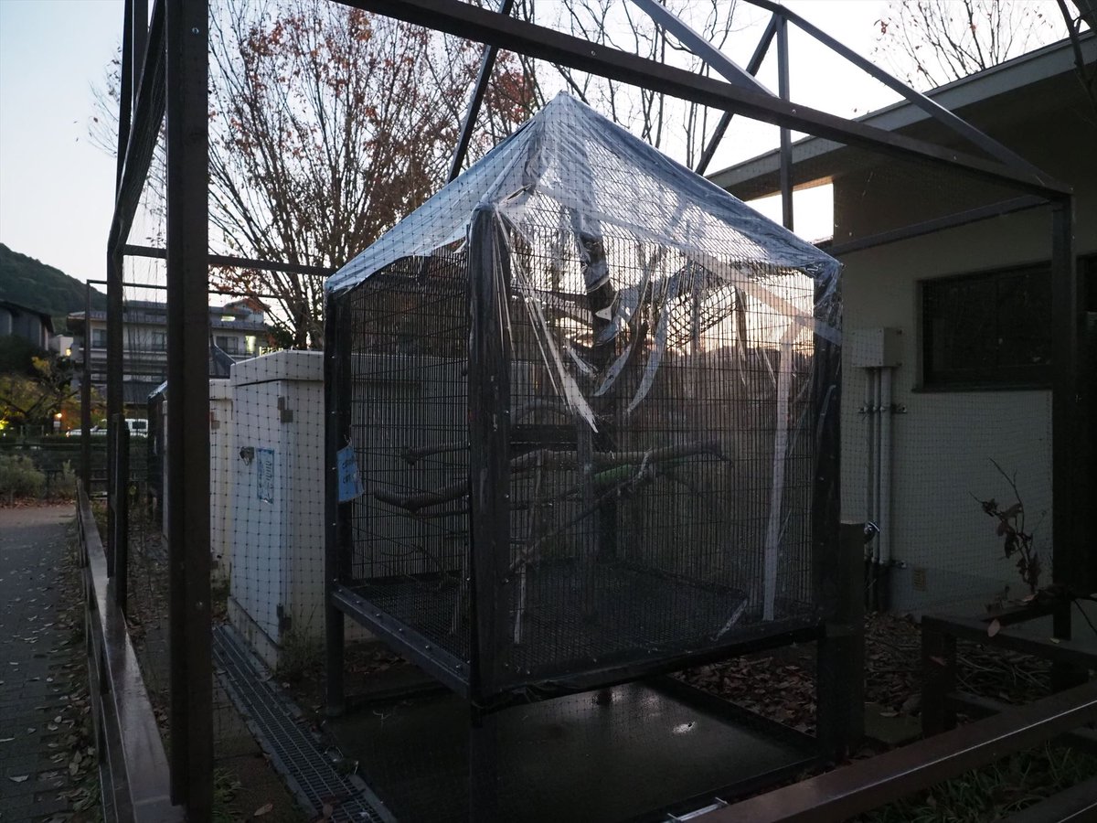 kyotoshidoubut1's tweet photo. 冬の動物園・キバタン、オオバタン

 #京都市動物園 #kyotocityzoo #オオバタン ＃オージロー #55歳以上 #キバタン  #オキバ #48歳以上 #防風シート #ヒーター #SalmoncrestedCockatoo #ohjiro　#over55yearsold #SulphurcrestedCockatoo #okiba #over48yearsold #Windproofseat #Heater https://t.co/rfGPMxuZnU