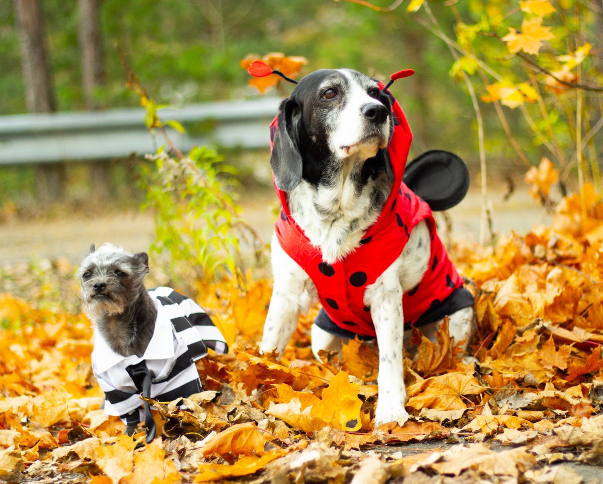 Last years Halloween costums♥️💕 

#Halloween #twitterdogs #photography #photooftheday #halloweencostume