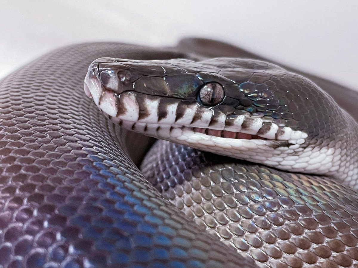 hShYKe1SC4hfxlb's tweet image. 若干オッドアイ気味
#アルバーティスパイソン
#キミカブラック
#whitelippedpython