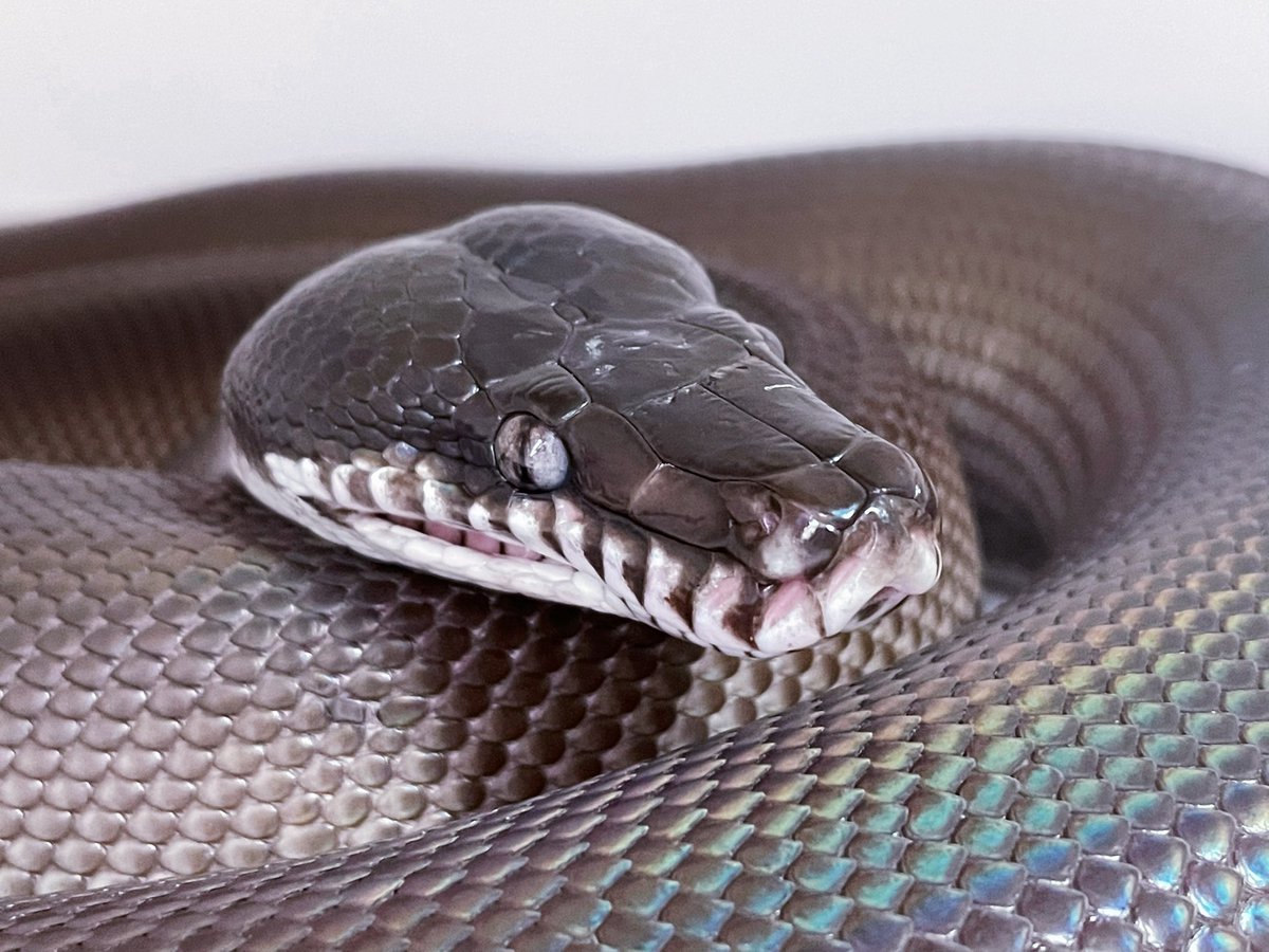 hShYKe1SC4hfxlb's tweet image. 若干オッドアイ気味
#アルバーティスパイソン
#キミカブラック
#whitelippedpython