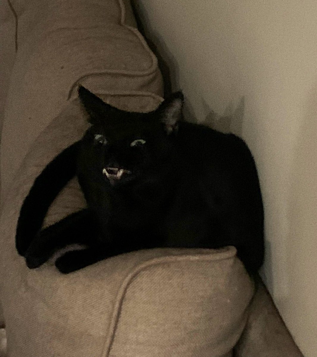 cats being weird little guys 👅 tweet media