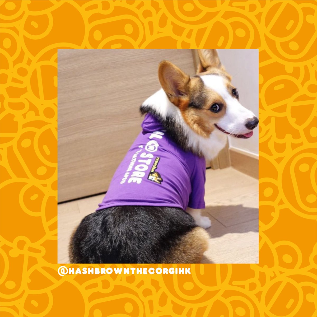 Tamacorgi tweet media