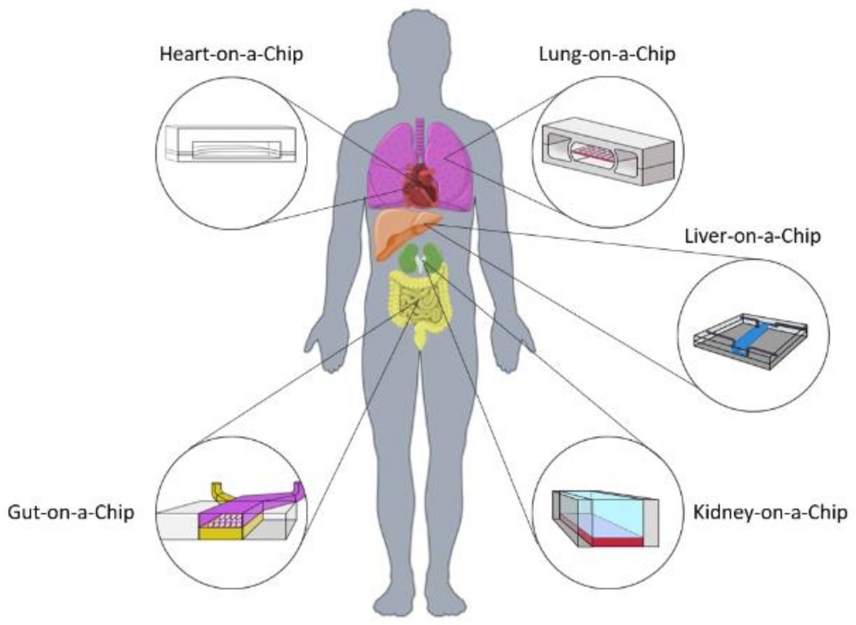 Bioeng_MDPI's tweet photo. Article by Luana A. Osório, Elisabete Silva and Ruth E. Mackay. "A Review of Biomaterials and Scaffold Fabrication for Organ-on-a-Chip (OOAC) Systems"

Free Reading: https://t.co/hXlbLfraRZ

Welcome to read and download!
#Biomaterials
#Scaffold 
#OOAC https://t.co/6CqBpjEcyU