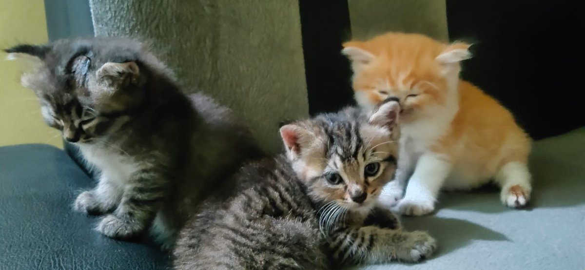 KIDUNG21's tweet photo. @kochengfs Kurang gahar apa kita gengs https://t.co/fDxJfOwCCl