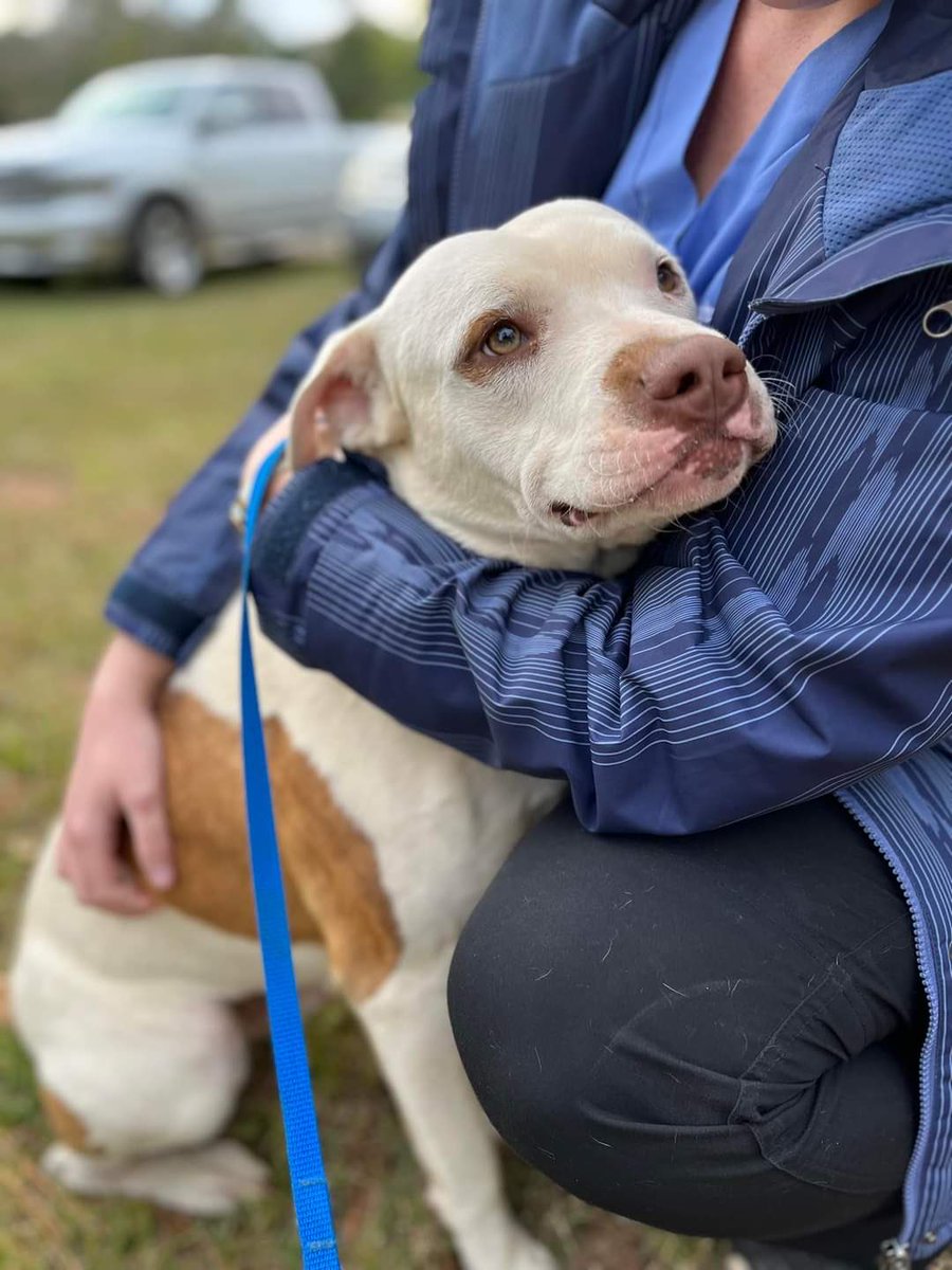 AveryBa68752542's tweet image. Petey is still hoping for a good home. He promises to be a good boy.❤️