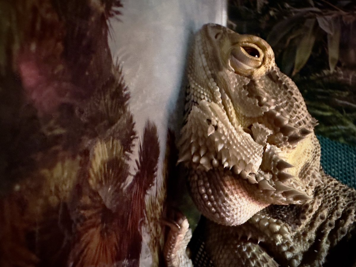 🦎 Bando tweet media