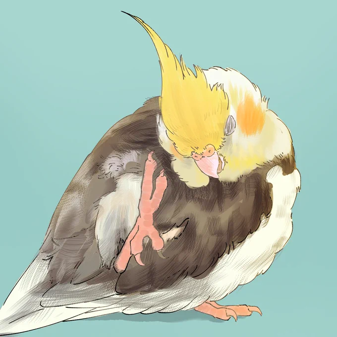 オカメインコのエルドレッドくんこの子もアイコンの子です 