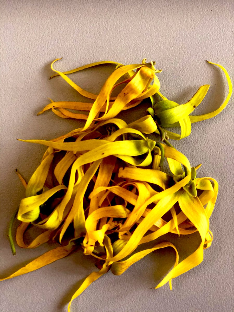 annmary_raduva's tweet photo. #Moskoi or #Mokosoi is a sort after flower in Rotuma for it’s sweet aroma! I got a handful for my mom - she’s making my graduation #tefui #salusalu & I’m so excited to wear my Rotuman tefui tomorrow with a trace of moskoi #aipoa (aromatic flowers strung together for tefui) https://t.co/4ccXdhTlGN